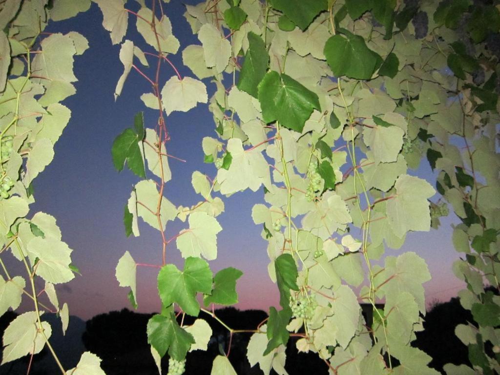 Ligo Bed & Breakfast Villanova d'Albenga Exterior foto
