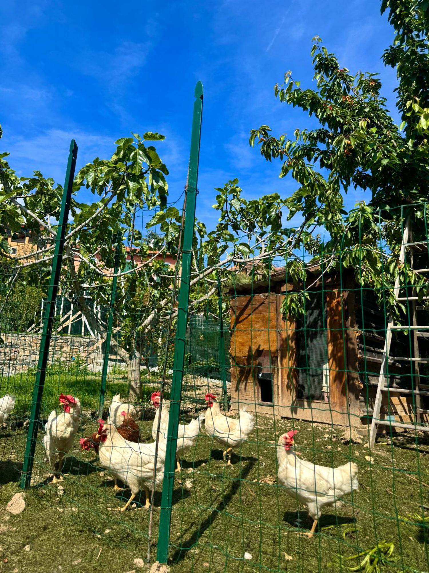 Ligo Bed & Breakfast Villanova d'Albenga Exterior foto